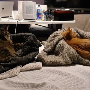 Meet your Posher, Victoria